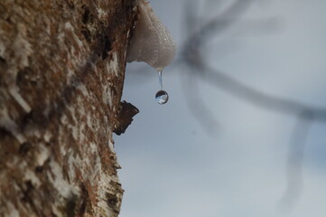 a drop of birch juice