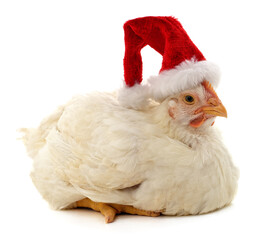 Chicken in Christmas hat.