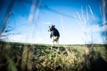 crow on the grass