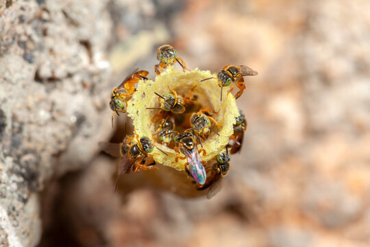 Tetragonisca angustula Jatai hive close - stingless bee