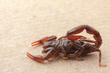 Scorpion very close full of details Bothriurus - poisonous animal