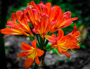 Fototapeta premium clivia