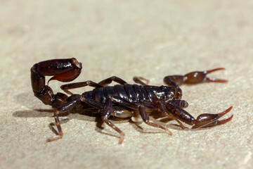 Scorpion very close full of details Bothriurus - poisonous animal