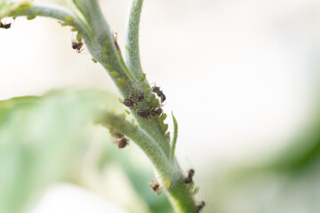 Ameisen an einem Halm mit Läusen. 