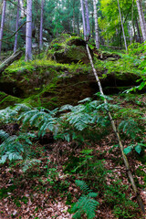 Wild summer Landscape around the Creek with Boulders and Rock in the Czech Switzerland, Czech Republic