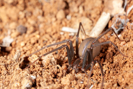 Recluse spider on natural habitat - danger poisonous spider