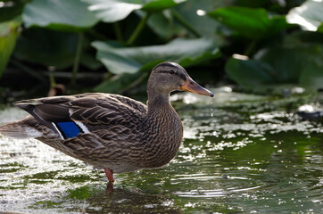 A Mallard duck (Anas platyrhynchos) female