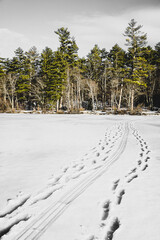 Winter Forest