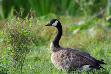 Canada Goose (Branta canadensis)