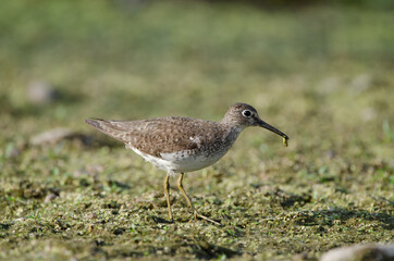 Solitary Sandpiper looking for food among the vegetation of a shallow marsh
