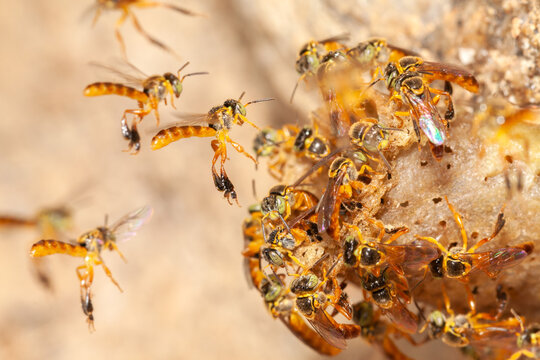 Tetragonisca angustula jatai bess on flight close - stingless bee