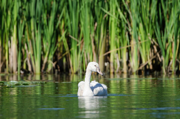Juvenile Mute Swan photographed at Lynde Creek in Whitby, Ontario, Canada