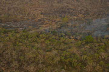 Fire in the forest - Pantanal 
