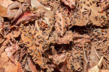 Termites on ground macrophotography