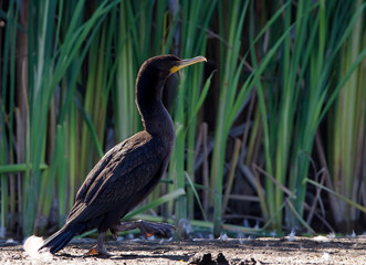 Double-crested Cormorant photographed at Lynde Creek in Whitby, Ontario, Canada