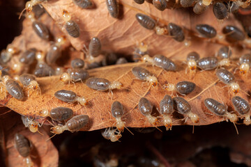 Termites on leave macrophotography