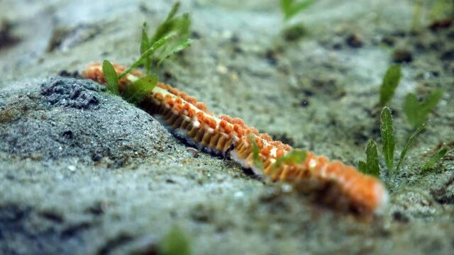 Bearded fireworm under Blue Heron Bridge