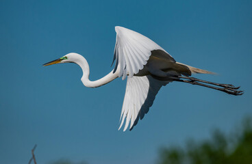 Flying Great Egret