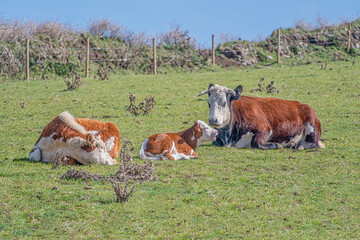Fototapeta na wymiar Cows lying down in a field
