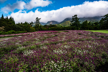 久住高原のセンニチコウ