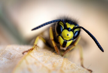 Portrait of a wasp's head taken with a macro lens from a single image