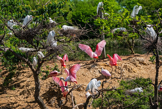 Great Egrets and Roseate Spoonbills at Rookery