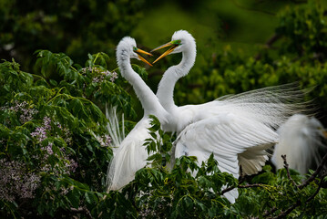 Great Egret Couple in Love with Beautiful Breeding Plumage
