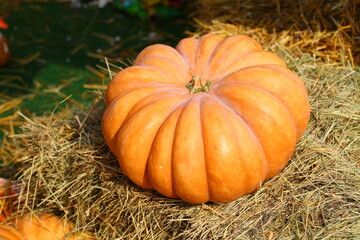 pumpkin on the grass