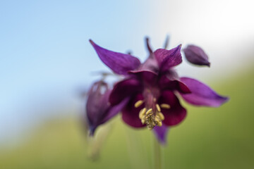 Blume als Makro fotografiert mit unscharfem Hintergrund. 