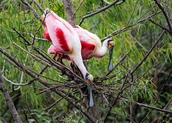 Beautiful Roseate Spoonbill Couple Building Nest