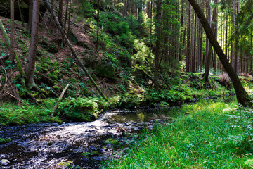 Wild summer Landscape around the Creek with Boulders and Rock in the Czech Switzerland, Czech Republic
