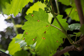 Detail of leaf from vine with disease.