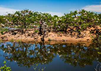 High Island Rookery, Texas