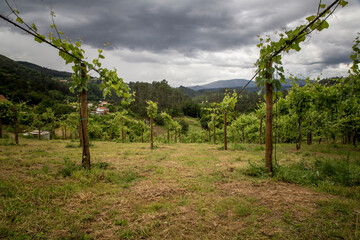 Fototapeta na wymiar Vineyard landscape in a rural village in the north of Portugal.