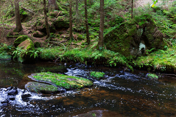 Wild summer Landscape around the Creek with Boulders and Rock in the Czech Switzerland, Czech Republic