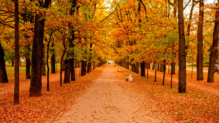 Autumn Boulevard in Tsarskoye Selo. The road along the autumn trees.