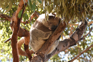 Wild koala in Kangaroo Island, Australia