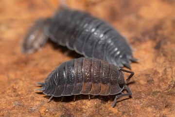 Porcellio scaber 
