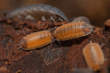 Porcellio scaber 