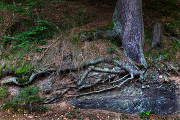 Wild summer Landscape around the Creek with Boulders and Rock in the Czech Switzerland, Czech Republic