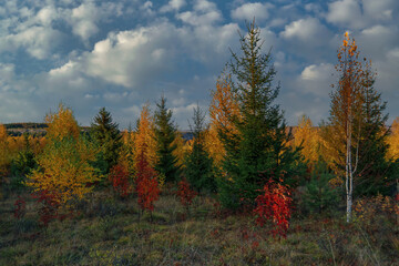 Obraz na płótnie Canvas Beautiful autumn landscape. Autumn yellow and red forest, nature autumn landscape.
