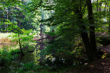 Wild summer Landscape around the Creek with Boulders and Rock in the Czech Switzerland, Czech Republic