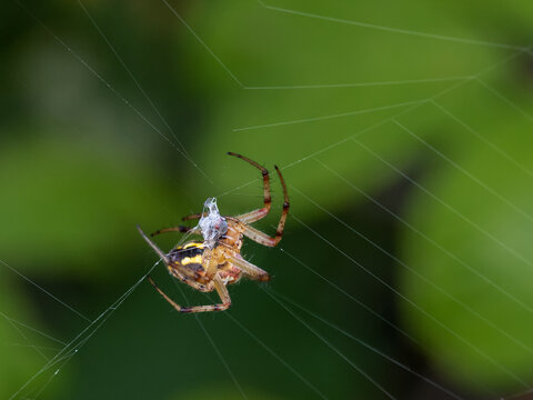 Spider in its spider web with hunted insect.