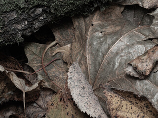 Autumn dark brown fallen leaves texture background