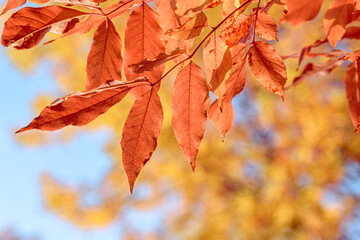 ash, autumn, backdrop, background, backlight, beautiful, blue sky, blurred, branch, bright, clean, close up, colorful, day, detail, fall, foliage, forest, free, golden, growing, leaf, light, lite, mac