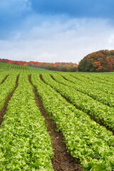 Fototapeta na wymiar Brilliant autumn forest and vibrant blue skies on the rolling hills of a farmer's field.