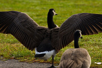 Canadian goose frolicking reservedly in a local park.