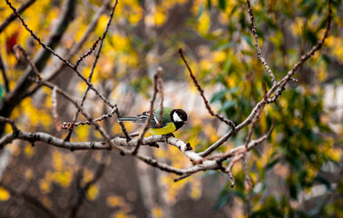 bird on a branch