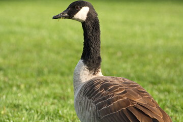 Canadian goose frolicking reservedly in a local park.