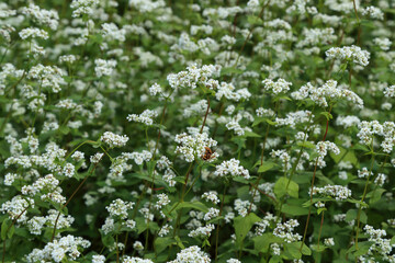 満開の蕎麦の花